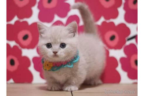 成約済の東京都のマンチカン(短足)-105332の6枚目